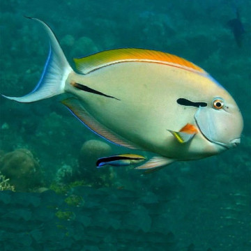 Acanthurus nigricauda 7-9 cm